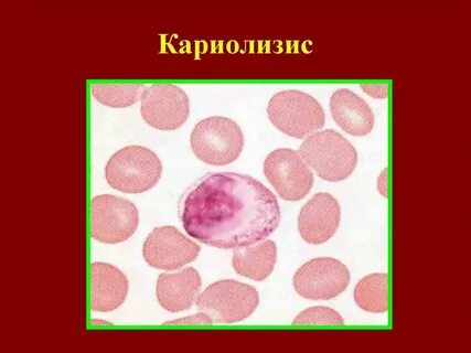 Патология птиц