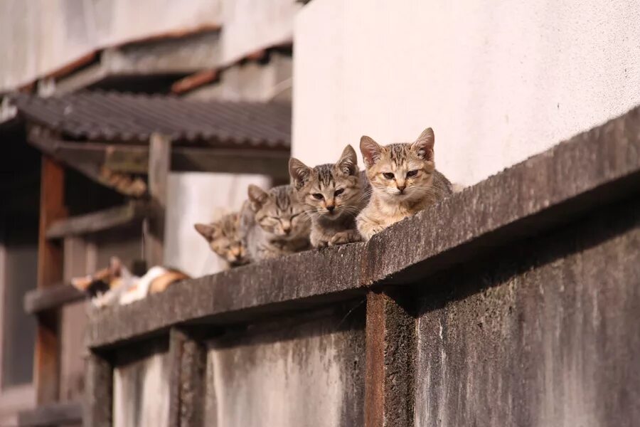 Дома живет кошка. Котёнок на улеце в городе. Кошки которые живут на улице. Уличная жизнь кошек.