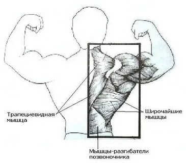 Нижние широчайшие мышцы спины