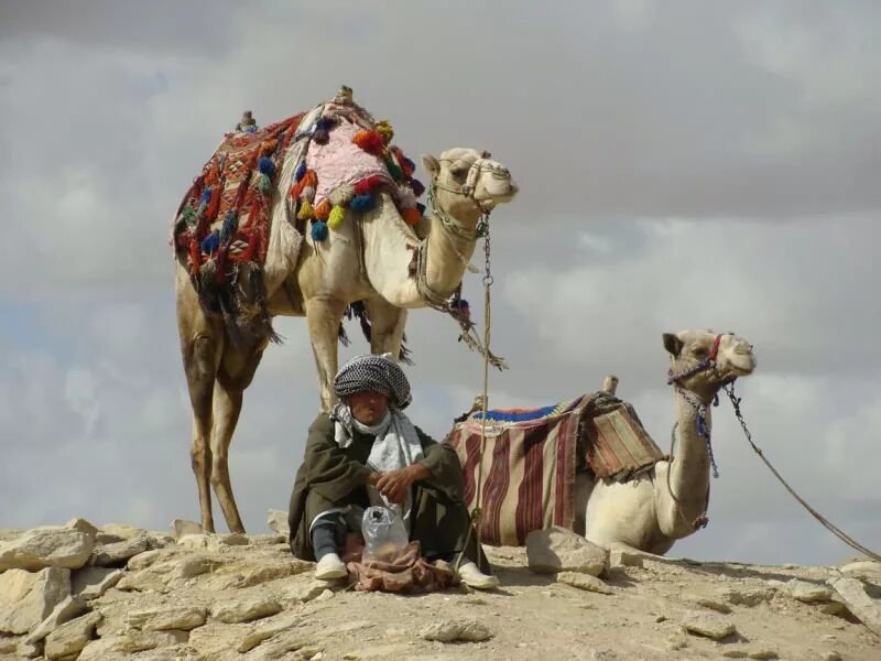Арабы в египте фото. Бедуины в египте. Кочующие арабы. Арабы из египта фото. Бедуины марокко.