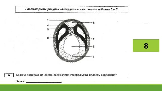 Сборник рохлова биология 2023. Рисунок Рохлова нейрула. Рисунки Рохлов ЕГЭ биология 2023. Вариант Рохлова биология. Рохлов ЕГЭ 2023.