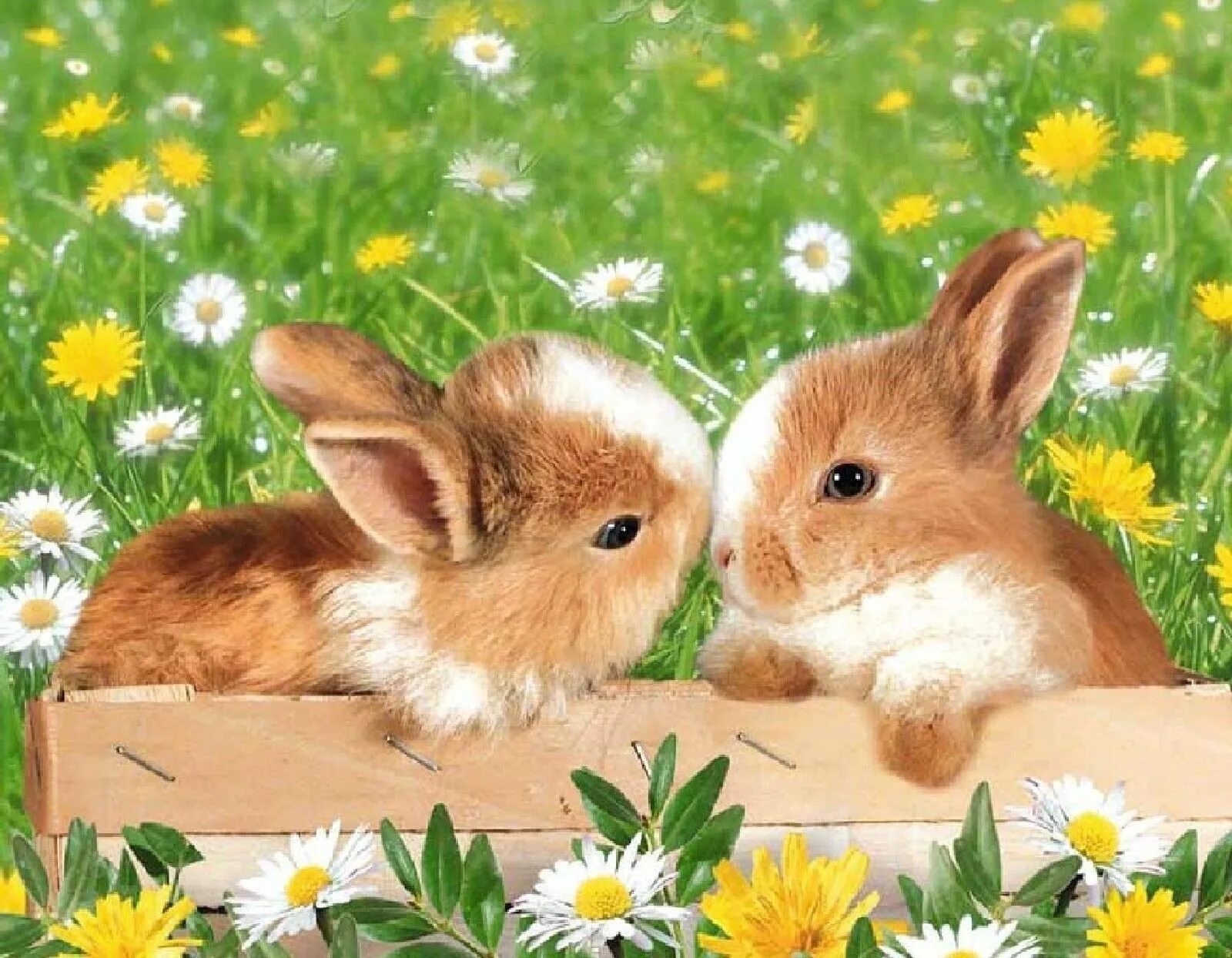 Пожелания доброго дня с животными. Доброе утро зайчик. Милые крольчата. Красивый кролик. Доброе утро кролик.