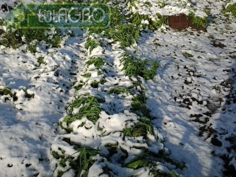 Potager d'hiver : Des légumes productifs même en hiver ! Winter vegetables garde