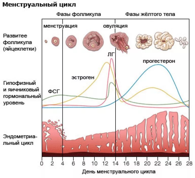Овариально-менструационный цикл фазы. Овариально-менструальный цикл женщин. Фолликулярная фаза овариального цикла. Фазы менструационного цикла фазы. Овуляция когда заканчивается