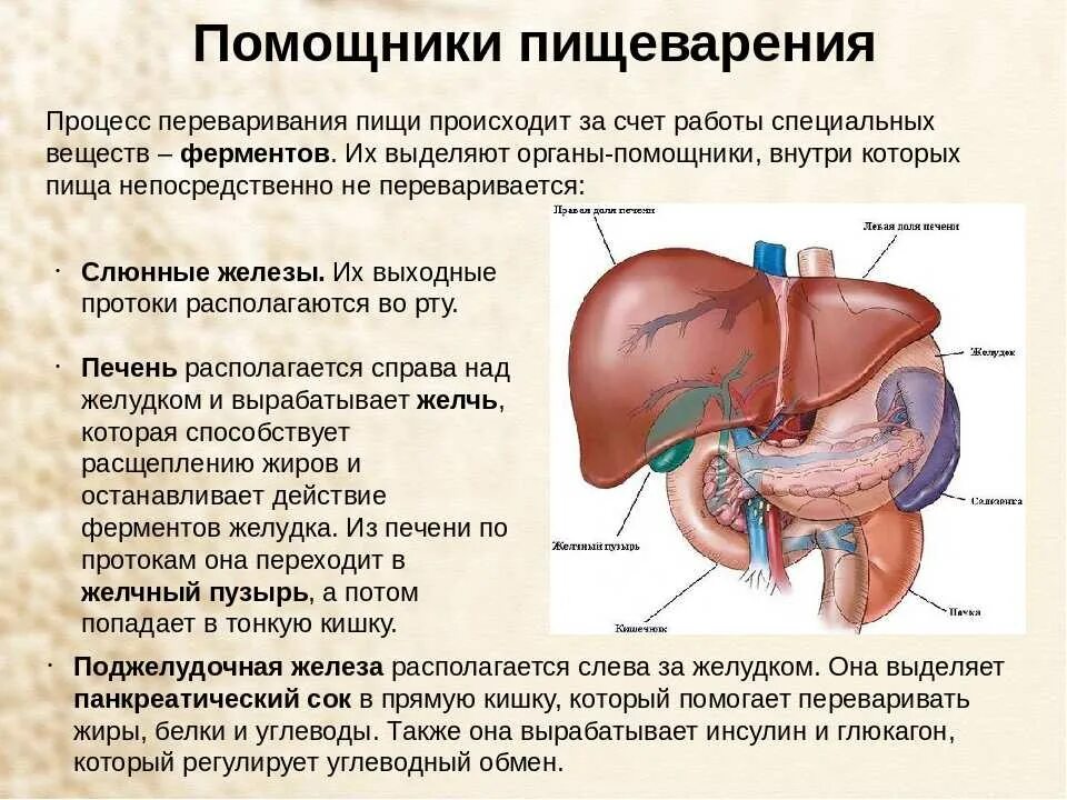 Плохо переваривается пища причины. Процесс переваривания пищи. Процесс перевариваривания еды. Процесс пищеварения. Схема процесса пищеварения.