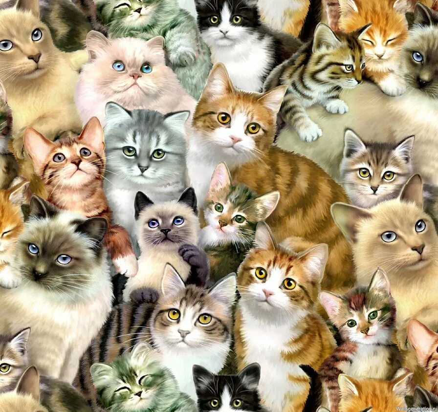 Где много котят. Много кошек. Много котят. Кошки разных цветов. Котики много котикиков.