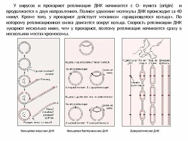 Прокариоты кольцевая днк. Репликация ДНК У прокариот схема. Схема репликации у бактерий. Репликация ДНК У прокариот. Схема репликации ДНК бактерий.