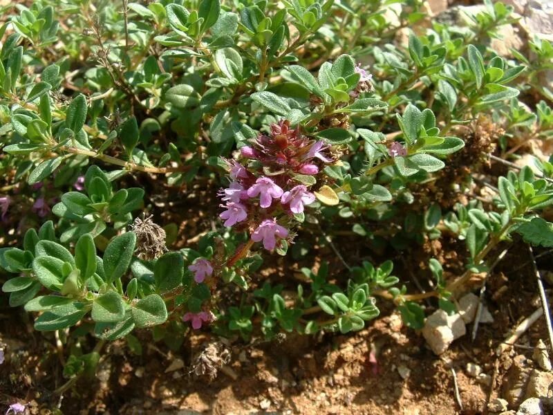 Тимьян посадка. Чабрец (thymus serpyllum). чабрец зоммертайм. тимьян ползучий (thymus serpyllum `albus`). &quot;чабрец байкальский&quot;.