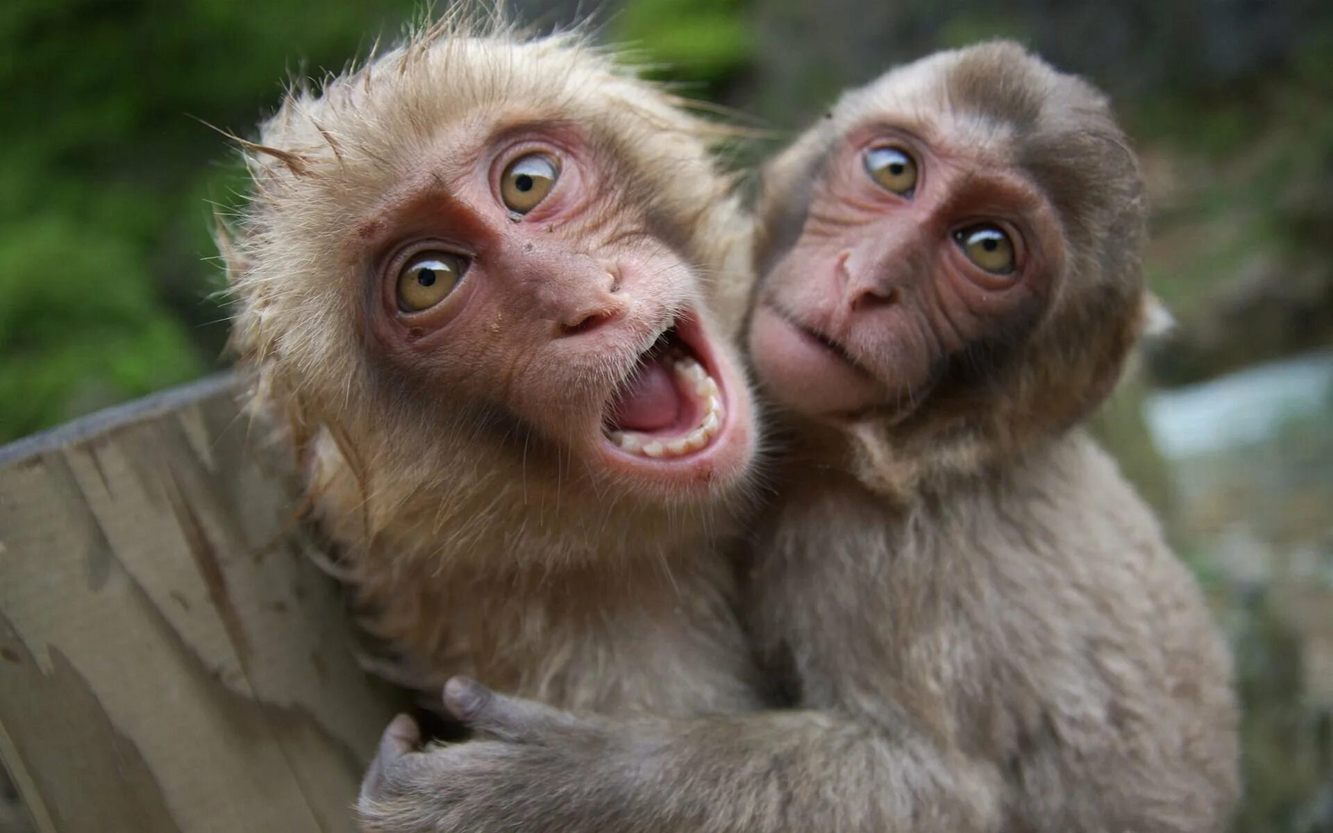 Покажи самый классный. Две обезьяны. Две смешные обезьянки. Две макаки. Обезьяны подруги.
