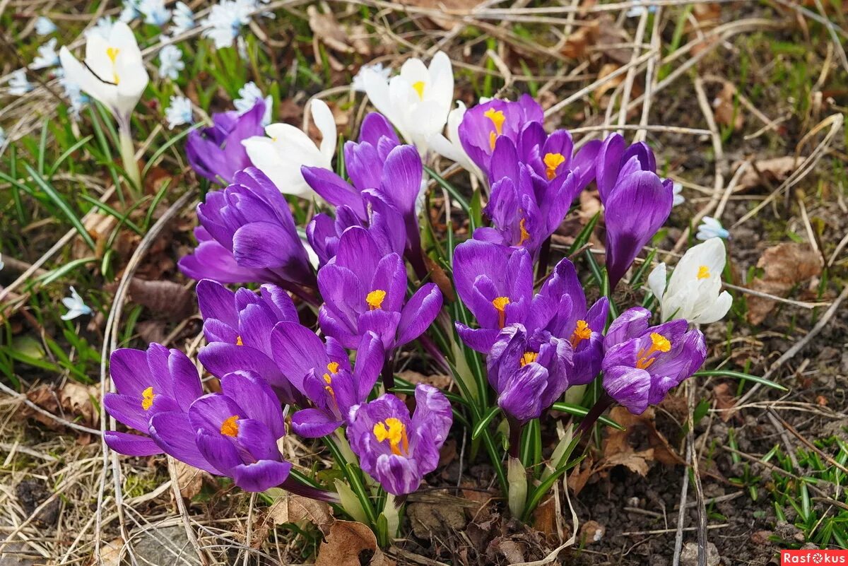 вестники весны. пеночка весенняя. первоцветы крокусы 2 класс. фотоконкурс цветы. скворец перелетная птица.