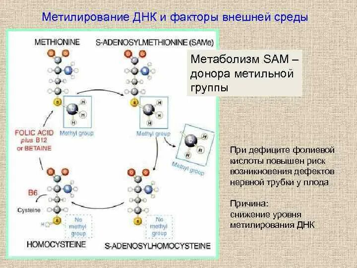 Присоединение метильной группы к днк. Метилирование днк. метилирование днк эпигенетика. метилирование цикл. процесс метилирования в организме что это.