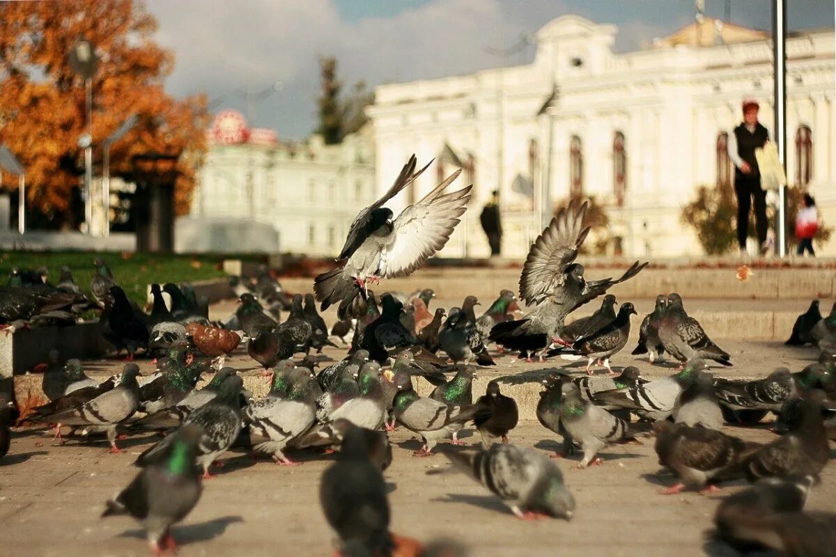 Стая голубей. Голуби в городе. Кружащие голуби. Стая голубей. Много голубей.