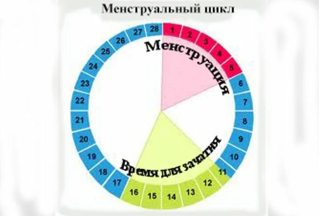 Можно при нерегулярном цикле забеременеть. Цикл менструационного цикла. когда можно забеременеть. дни для зачатия. дни овуляции.
