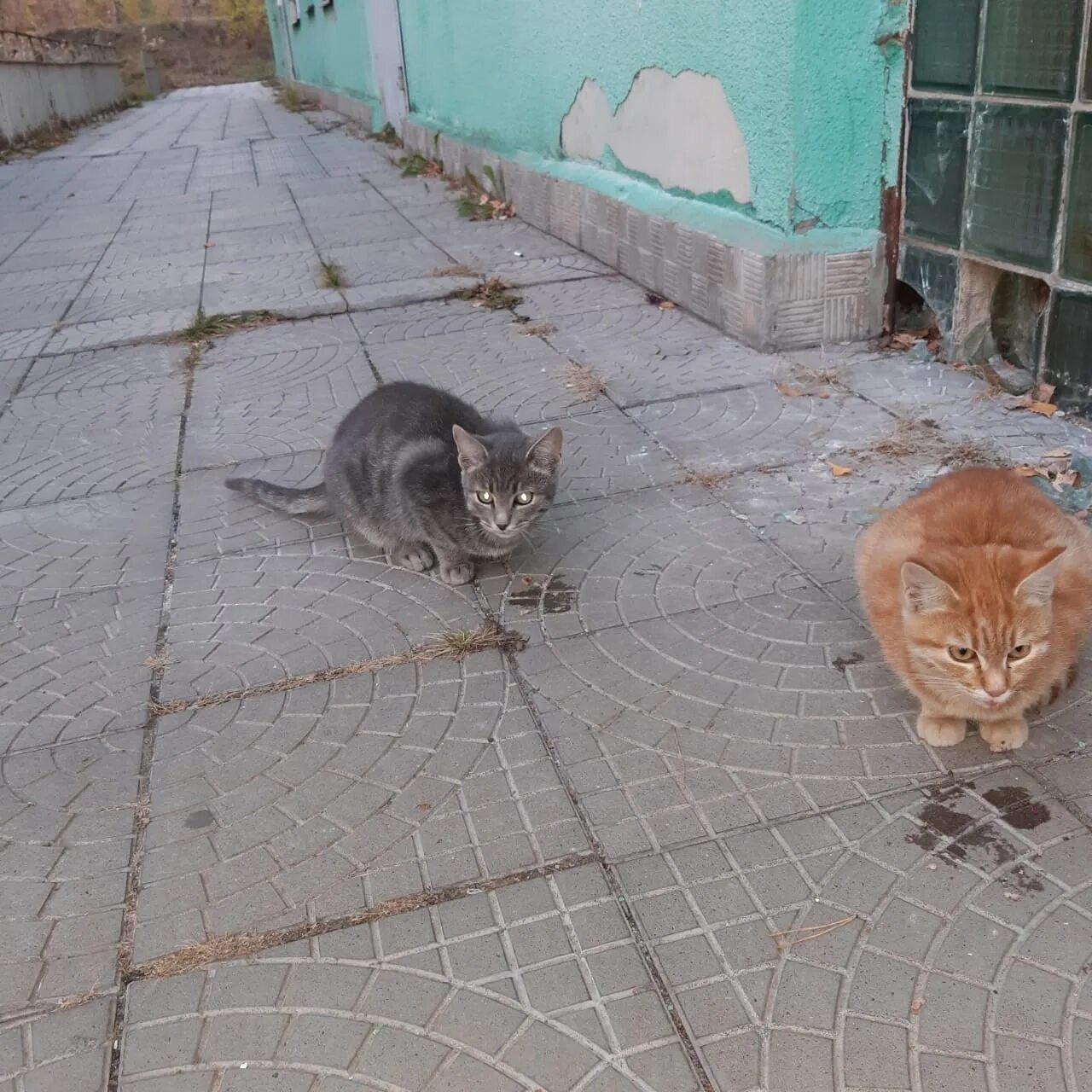 Животные старого Оскола. Найденные кошки в Старом Осколе. Старый Оскол потерялся кот из приюта. Нашли кота старый Оскол.