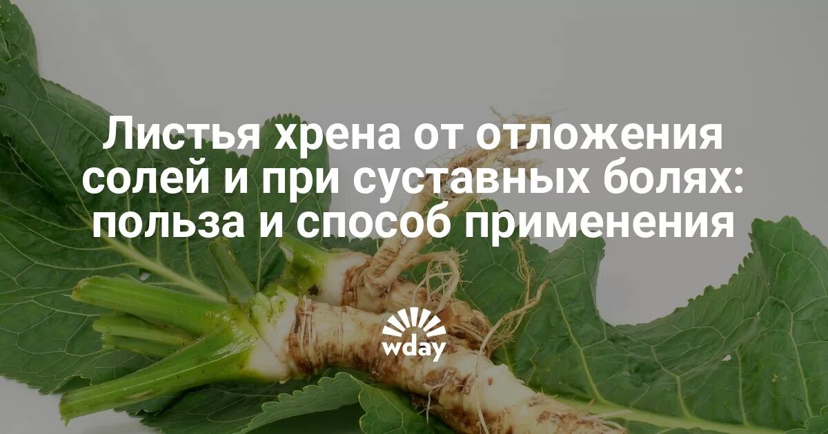Листья хрена для лечения суставов. Листья хрена. хрен от отложения солей. листья хрена при отложении солей. лечебный лист хрена.