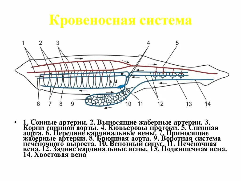 Какая кровь у хордовых. Схема кровеносной системы ланцетника. Схема строения кровеносной системы хордовых. Тип Хордовые Тип кровеносной системы. Строение сердца типа Хордовые.