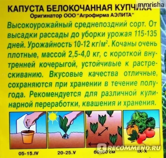 Купчиха сорт капусты отзывы. Капуста купчиха описание сорта фото отзывы.