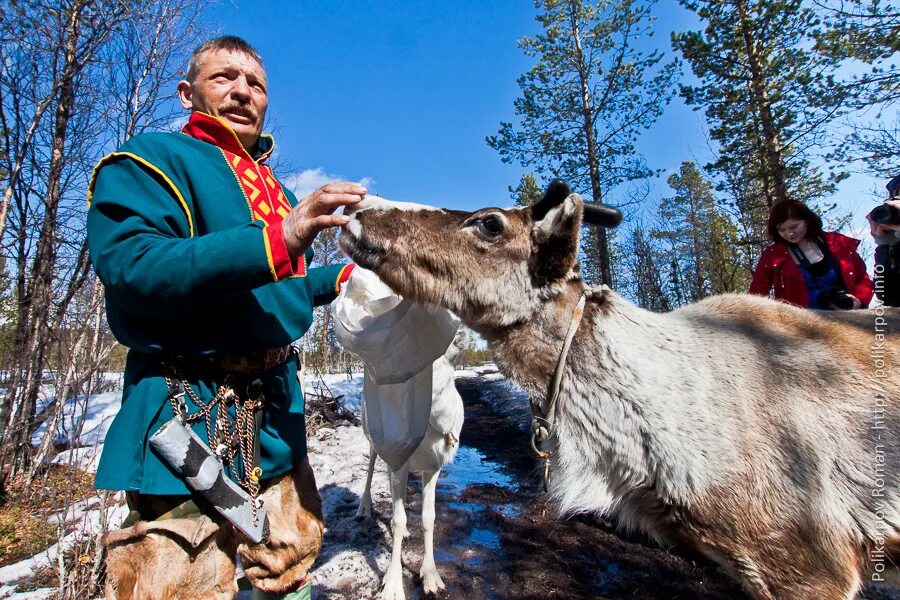 Ловозеро Саамская деревня. Саамская деревня в Мурманской области. Мурманск деревня саамов. Самь-сыйт Саамская деревня.