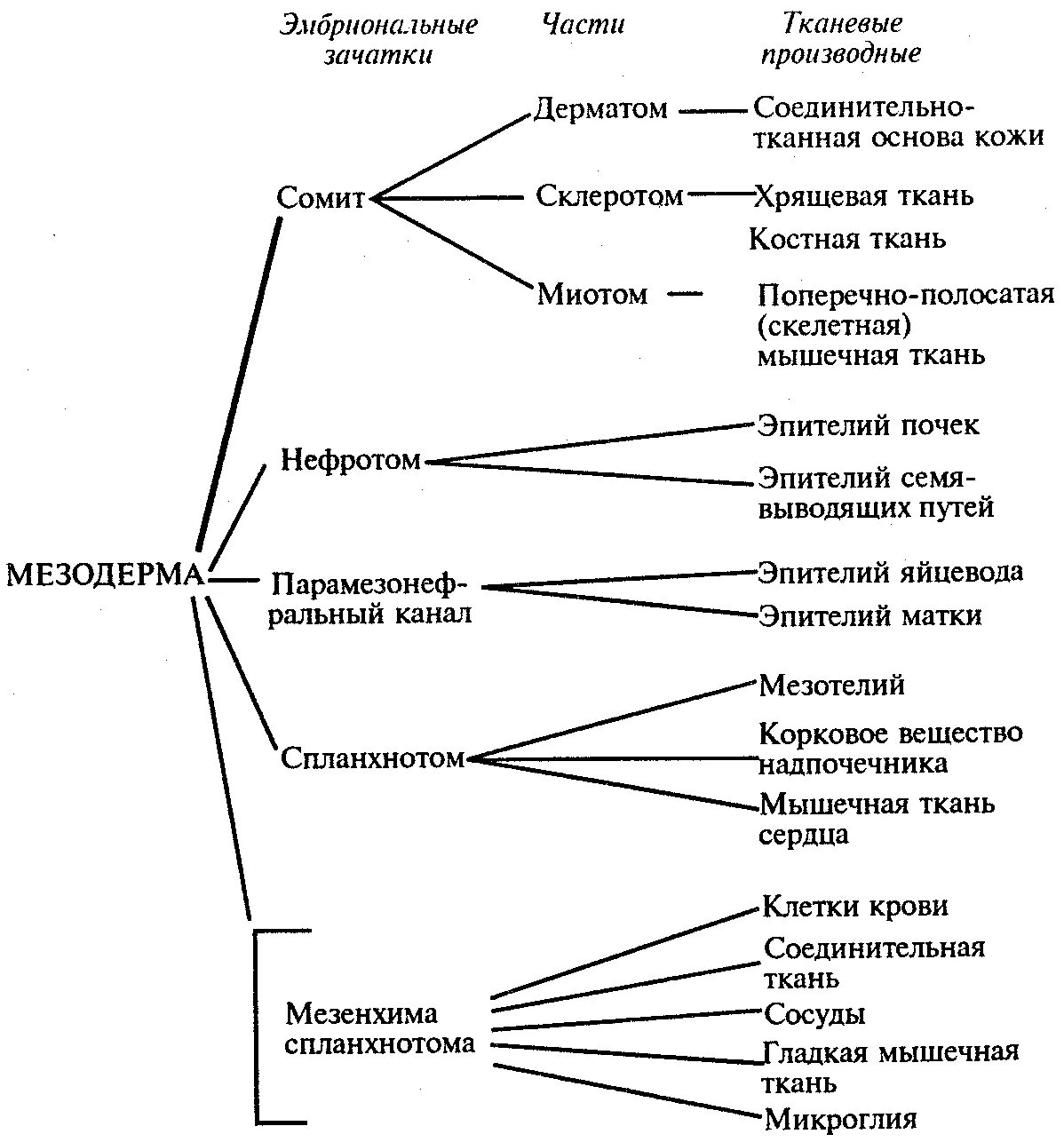 Эктодерма и мезодерма таблица. Образование тканей из зародышевых листков. Производные мезодермы ткани. Развитие производных зародышевых листков. Зародышеыце дтстки и их производные.