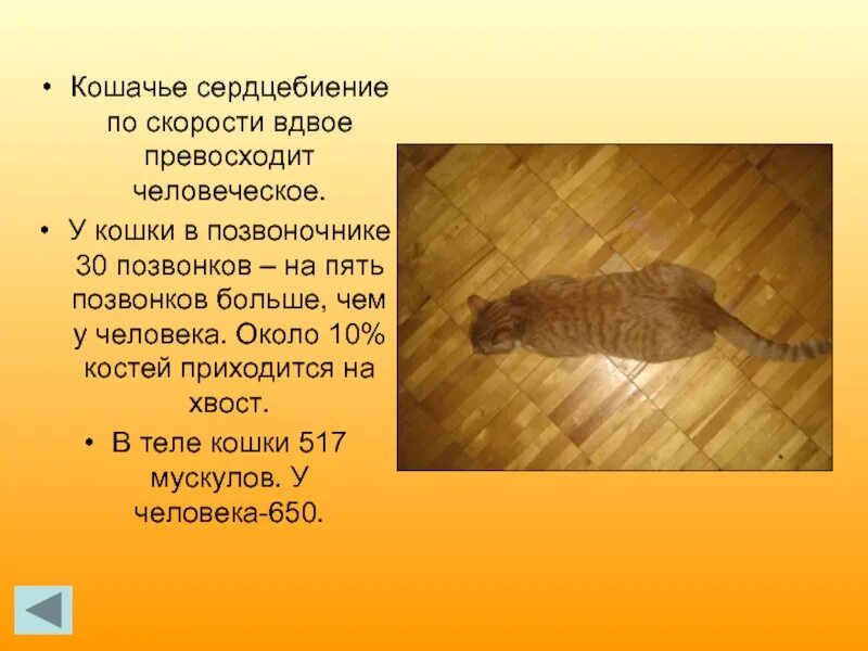 Сердцебиение у котят