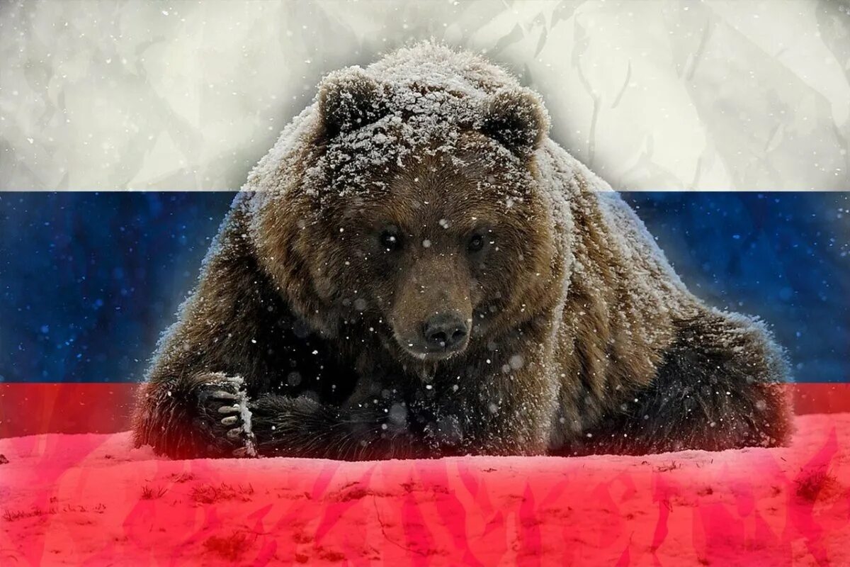 Русский медведь. Медведь символ России. Российский флаг с медведем. Красивый медведь.