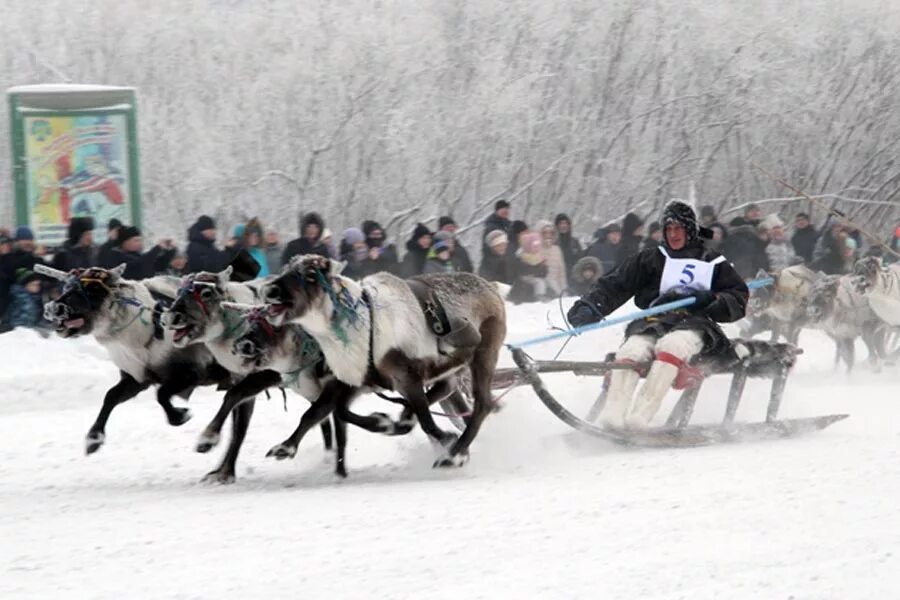 Оленеводы воркута. Оленьи бега воркута. Воркута праздник севера. Воркута праздник севера. День оленевода воркута.