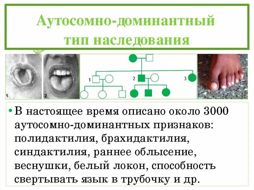 Рецессивно доминантный тип наследования. Ауто доминантный Тип наследования. Доминантно рецессивный Тип наследования. Аутосомно-доминантный Тип наследования картинки. Аутосомно доминантный Тип наследования синдром Альпорта.