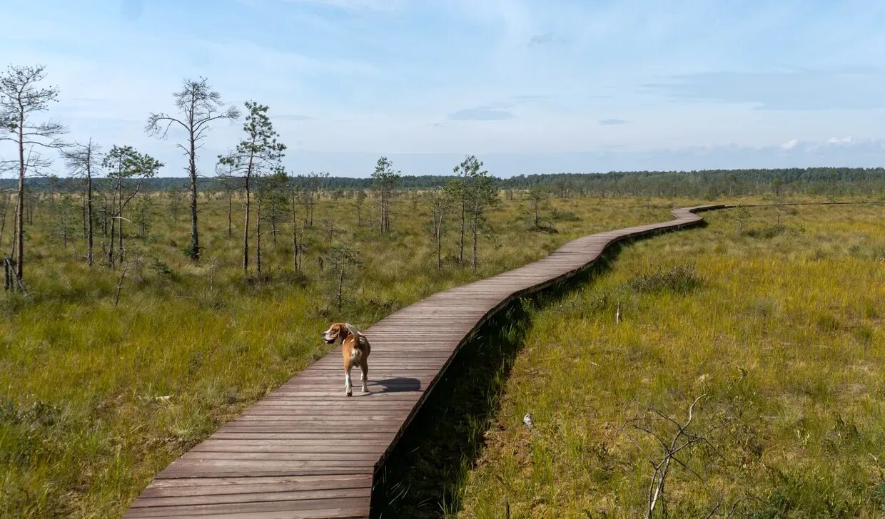 Эко тропа сестрорецкое болото. Эко тропа в новосибирской области. Экотропа лосиный остров. Санкт петербург экотропа сестрорецкое болото. Экологическая тропа сестрорецкое болото.