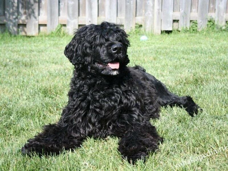 Португальская водяная собака короткошерстная. Кан-диагуа. Португальская водяная. Кан-диагуа. Португальская водяная собака португальский вассерхунд.