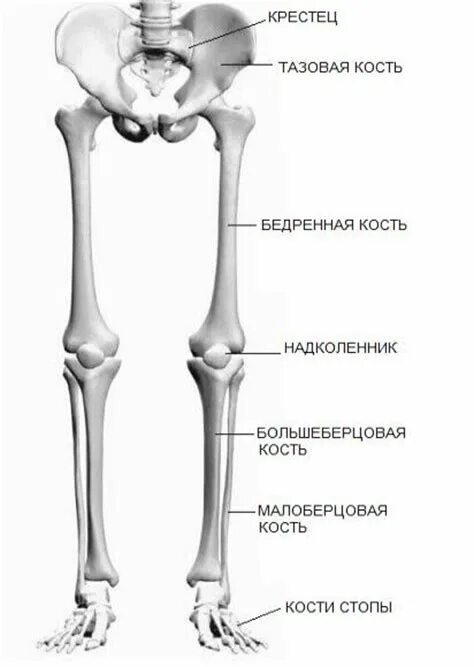 Малая берцовая кость. Анатомия малоберцовой кости. Скелет человека малая берцовая кость. Большеберцовая и малоберцовая кость анатомия человека.