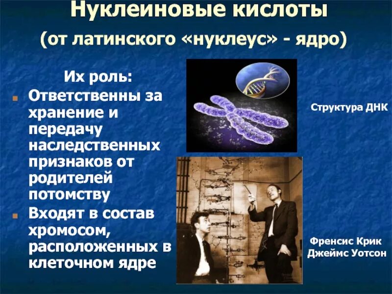 Наследственные признаки от родителей. Нуклеиновые кислоты в ядре. Передача наследственных признаков. Организм с новыми наследственными признаками