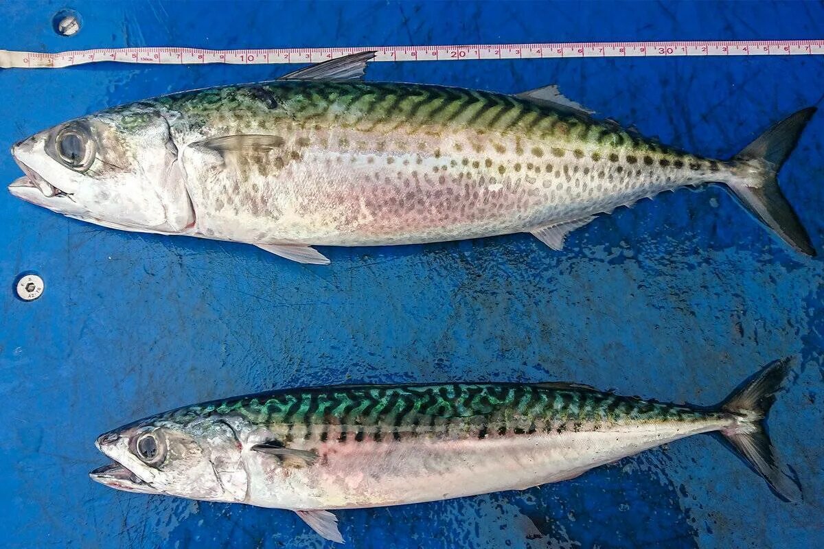Hot smoked mackerel - YouTube