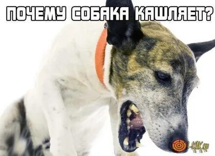 Собака дышит как будто задыхается