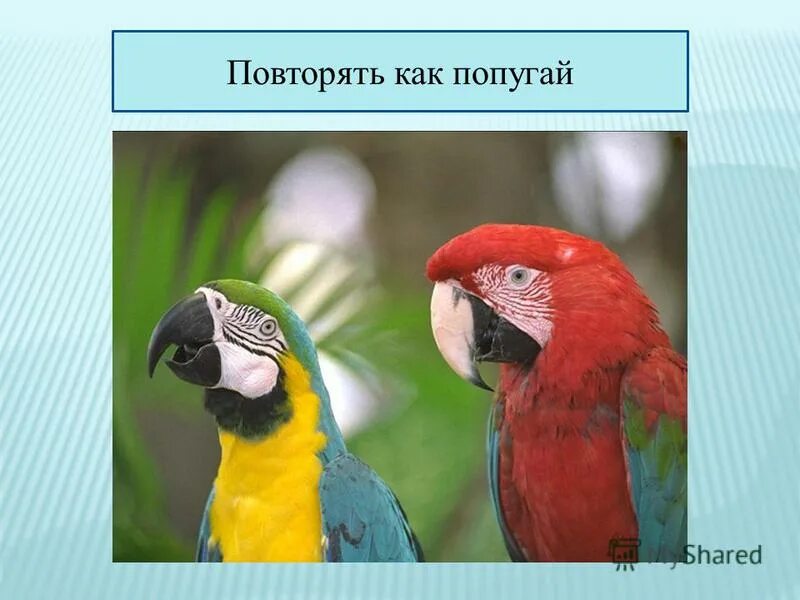 Веселый попугай. Попугай паррот. Попугай мем. Амазон какаду жако неразлучник. Повторять как попугай.