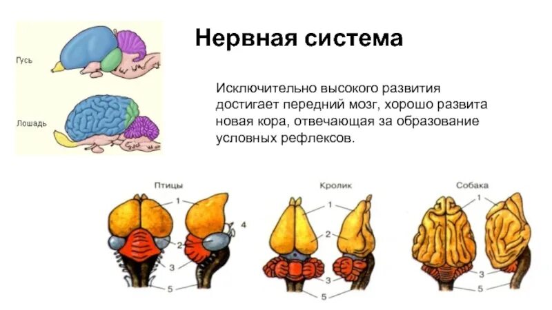 Тип Хордовые - презентация онлайн