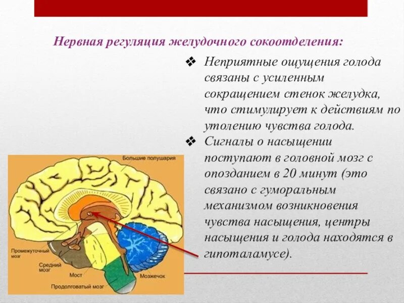 Ощущения вызывает неприятных ощущений. Нервная регуляция желудка. Регуляция сокоотделения. Нервная регуляция желудочного сокоотделения. Регуляция чувства голода и насыщения.