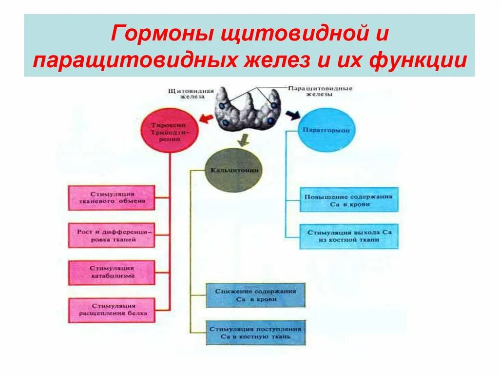 Функции щитовидной и паращитовидной железы. Гормоны щитовидной и паращитовидной желёз и их функции схема. схема действия гормонов паращитовидной железы. щитовидная железа гормоны и функции таблица. паращитовидная железа гормоны и функции таблица.