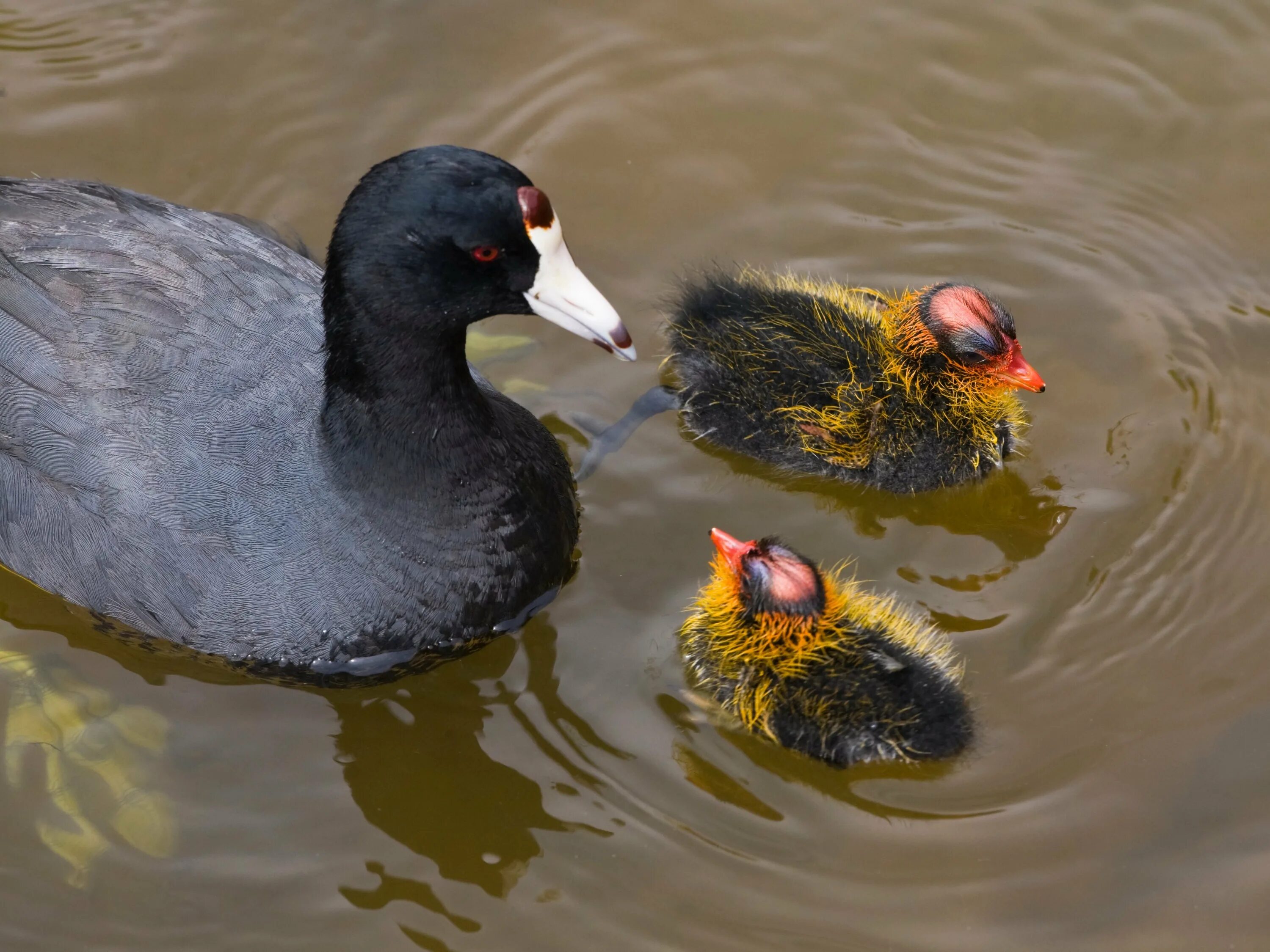 Лысуха (Fulica atra). Американская лысуха (Fulica Americana). Дикая утка лысуха. Американская лысуха птенец. Черная утка с белым лбом