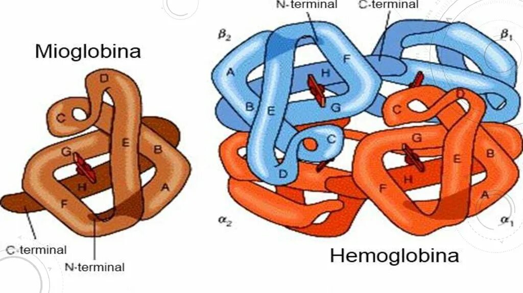 Какова функция миоглобина. Структура миоглобина и гемоглобина. Миоглобин структура белка четвертичная. Строение гемоглобина и миоглобина. Различия в структуре гемоглобина и миоглобина.