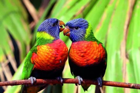 Des oiseaux
