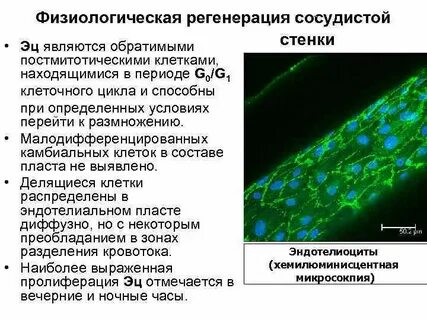 Клеточные источники