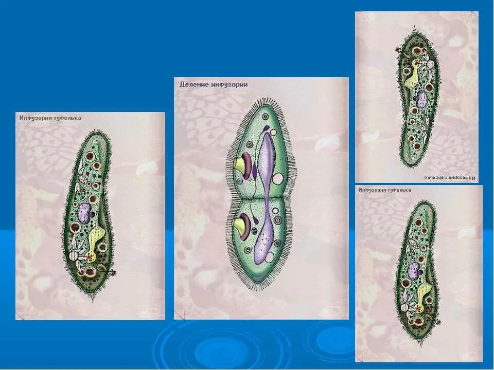 Размножение инфузории туфельки. Одноклеточные бесполое инфузория туфелька. Размножение инфузории туфельки рисунок. Инфузория туфелька размножение. Жизнедеятельности инфузории туфельки