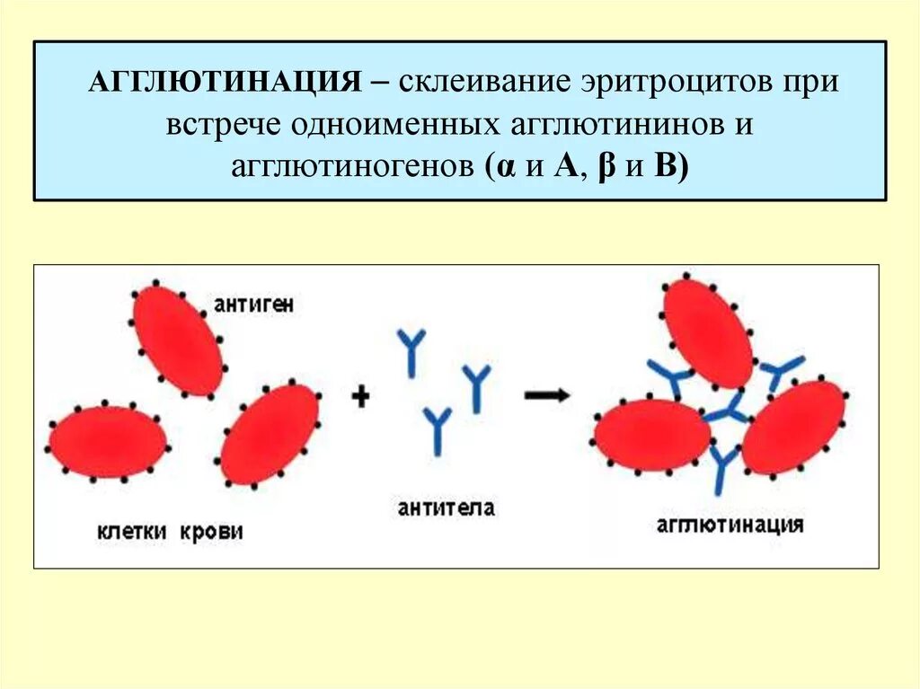 Реакция агглютинации эритроцитов. Реакция агглютинации физиология. Агглютинация эритроцитов группа крови. Группы крови склеивание. Реакция агглютинации эритроцитов механизм.