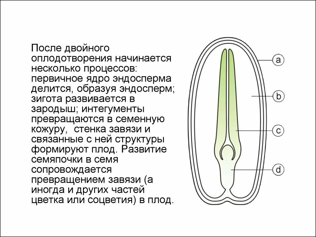 Набор эндосперма покрытосеменных. Эндосперм цветковых растений образуется.... Эндосперм развивается из. Эндосперм покрытосеменных растений развивается из. Эндосперм семени образуется в результате