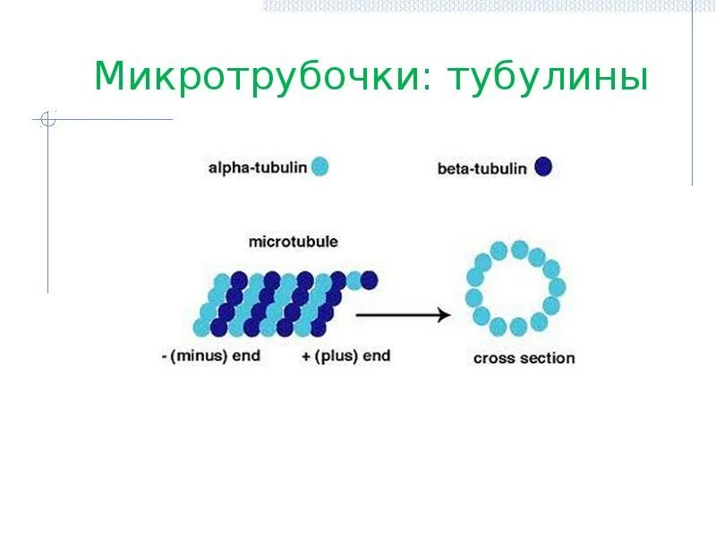 Тубулин выполняет функцию. Белок тубулин функции. тубулин микротрубочек. микротрубочки из тубулина. белок микротрубочек тубулин.