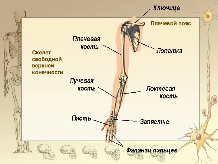Строение конечностей рисунок. Скелет верхней конечности человека биология 8 класс. Скелет верхней конечности человека биология 8. Скелет конечностей человека биология 8 класс. Схема строения верхней конечности.