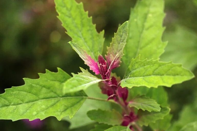 Лебеда Садовая. Атриплекс (лебеда). Atriplex Hortensis. Лебеда Садовая съедобная.