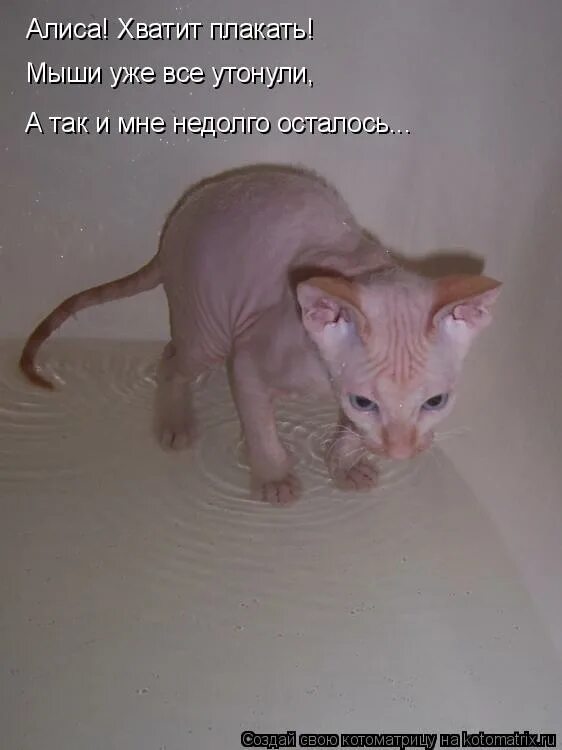 вам помочь или не мешать. как мне тебя не хватает. алиса хватит болтать. не хватает я плакал. не хватает я плакал.