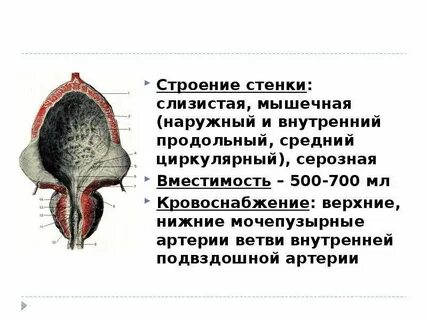 Орган это анатомия