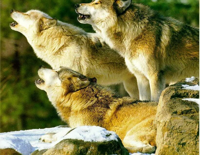Волки. Волки стая. Волк картинка. Фото Волков.
